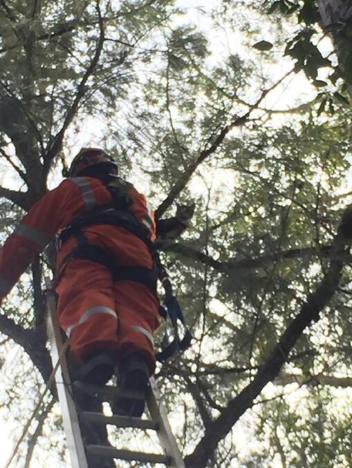 HEIGHTS: One of the roles avaliable in the SES is climbing trees to help stuck animals.