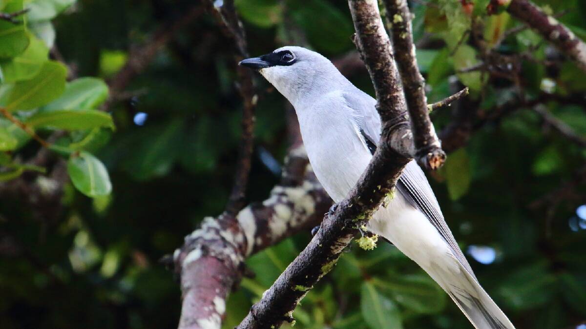 IN THE GARDEN: During the bird count you might find a White-bellied Cuckoo-shrike. Photo: Peter West.