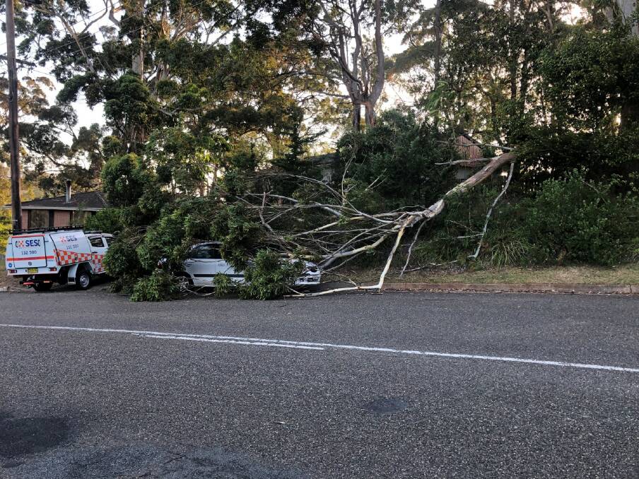 COVERED: The big tree did crash over the entire car. PHOTO: Port Macquarie SES Unit Facebook page.