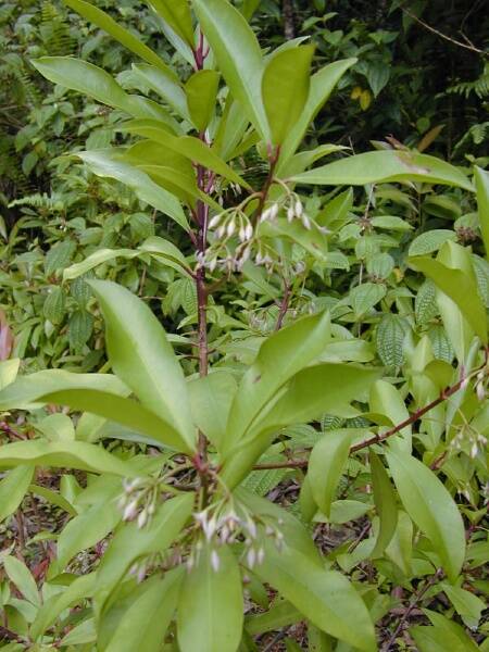  HELP: There is an Ardisia elliptica plant in Port Macquarie that needs to be removed.