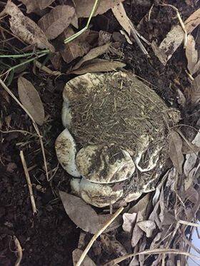 EGGS: Snake eggs were found in a garden in Port Macquarie.