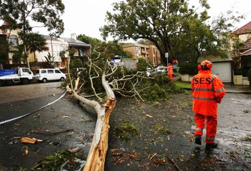 HELP: Fallen trees is just one of the reasons why the SES get called out.
