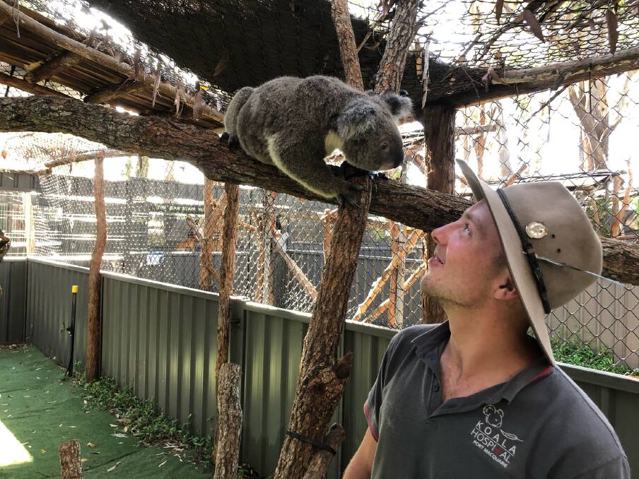 FRIEND: Clay Mueller with one of the many koalas that live at the Port Macquarie Koala Hospital. PHOTO: Supplied.
