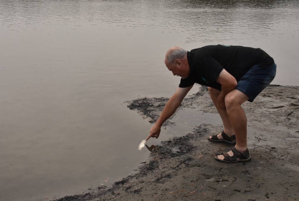 DEAD: Revive Lake Cathie's Dave Curry points out one of the many dead fish now existing at Lake Cathie. PHOTO: Laura Telford.