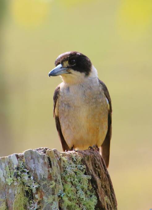 OUT AND ABOUT: The Grey Butcherbird perched on a log. Photo: Peter West.