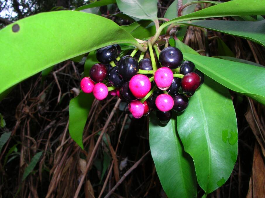 HELP: Have you seen Ardisia elliptica? Port Macquarie Landcare want to know. 