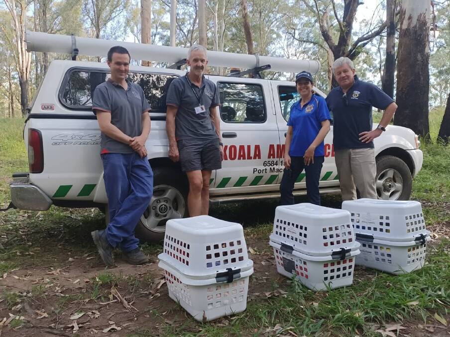 Team effort: On Monday, August 31 three juvenile koalas were released back into the wild and the event was witnessed by Koala Hospital staff and Tacking Point Lions Club members.. Photo: supplied. 