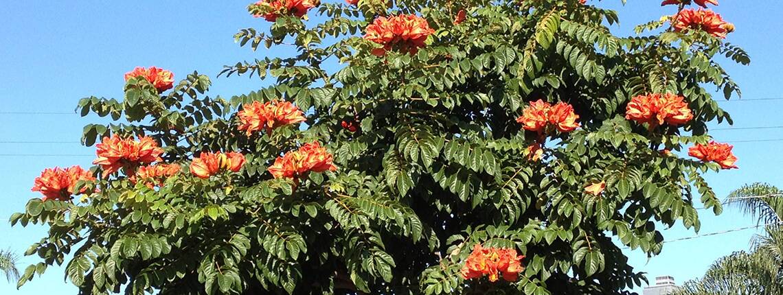 Striking but deadly beauty: An African Tulip tree. Photo: Port Macquarie-Hastings Council. 