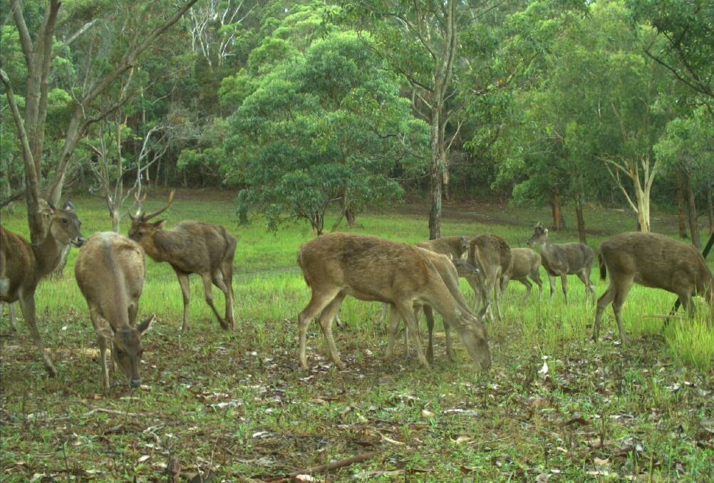 Deer have been identified as a pest within the North Coast Regional Strategic Pest Animal Management Plan 2018 - 2023. Photo: supplied. 