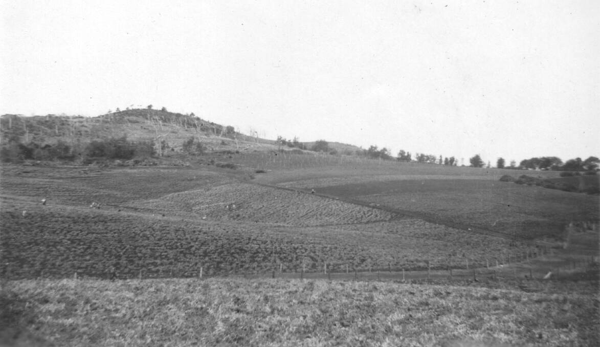 Vegetables: Photo taken in 1947 with a view of pea growing area from Transit Hill. Picture: Courtesy of the Port Macquarie Historical Society.