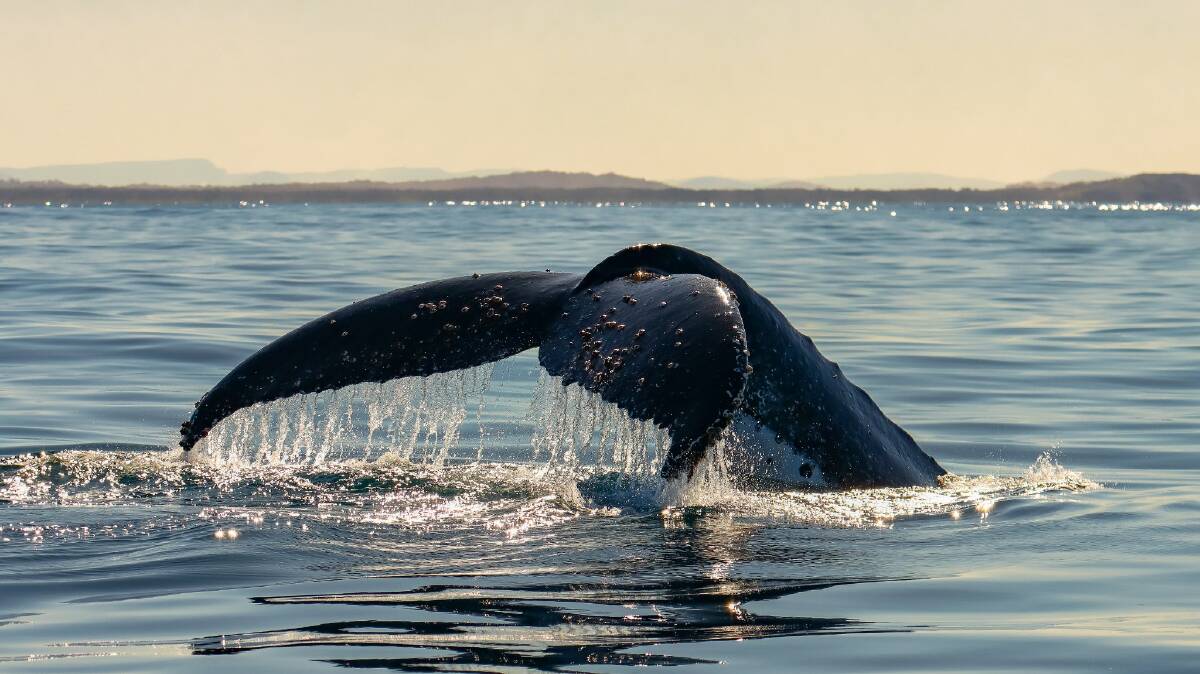 Wave from a whale tail. Photo: Jodie Lowe's Marine Animal Photography. 