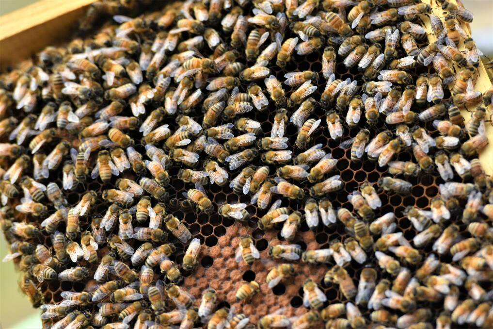 Healthy hive example: Environmental changes, including a lack of rain have impacted the amount of honey bees are producing. 