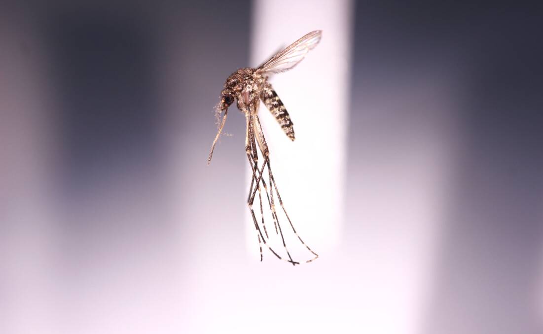The Australian Saltmarsh mosquito, a common pest around coastal regions of NSW. Photo: Dr Cameron Webb, Mosquito Researcher, NSW Health Pathology