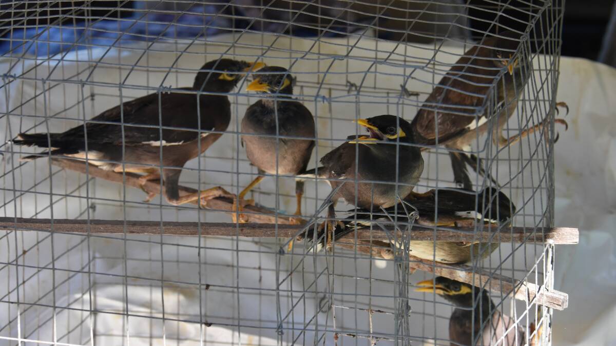Residents target Indian Myna birds