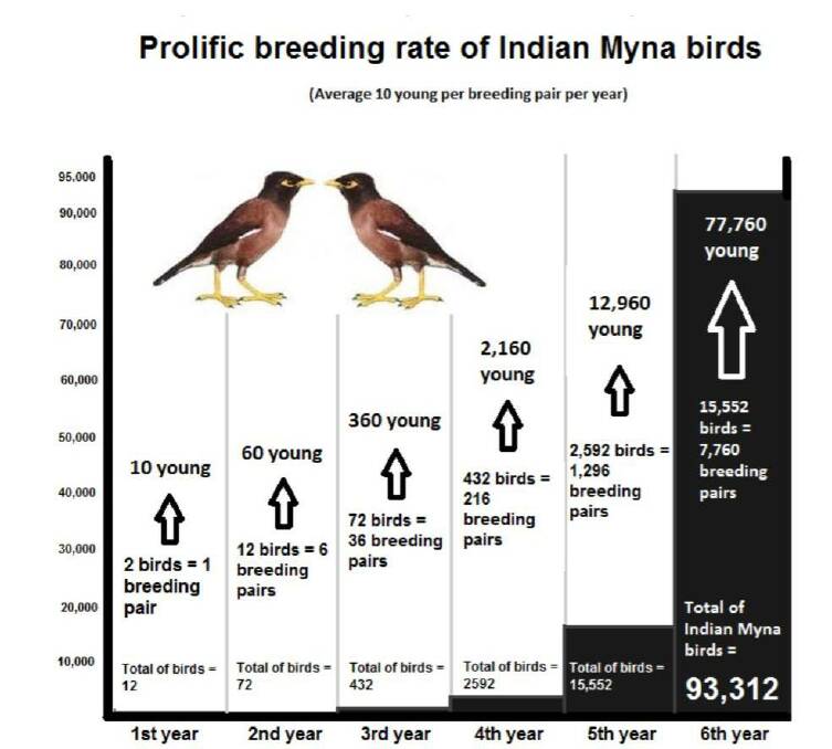 Breeding rate of the Indian Myna published by Linda Frakes. 