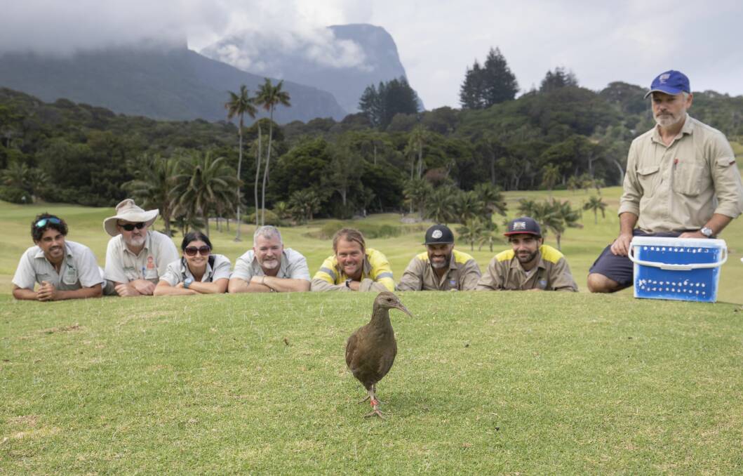 Woodhen released: Mark Domenici (Taronga Zoo keeper), Anthony Dorrian (Taronga Zoo keeper), Liz McConnell (Taronga Zoo vet nurse), Michael Shiels (Taronga Zoo Supervisor, Aus Fauna), Hank Bower (LHIB Manager Environment & World Heritage),
Jai Shick (LHIB Field Officer), Saxxon Thompson (LHIB Field Officer) and Dr Terry ODwyer (Senior Scientist, Ecosystems & Threatened Species Science Division, DPIE). Photo: supplied. 