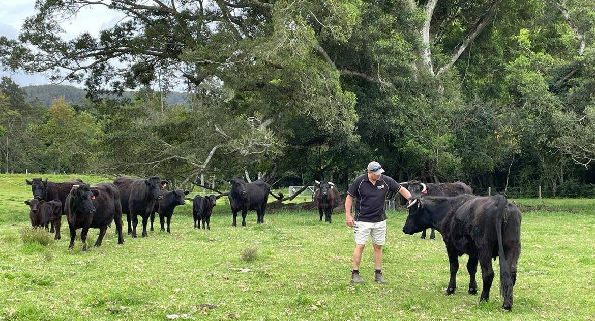 Family approach: Ben Coles treats his Welsh Black Cattle like they are his children. 