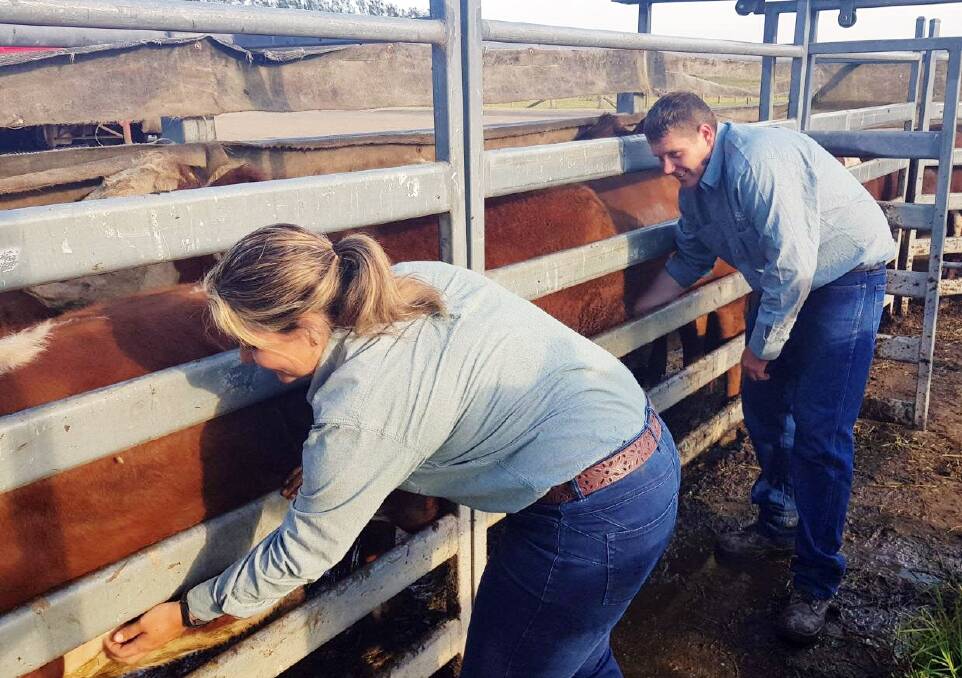 NSW department of primary industries cattle tick program regulatory officers, Kristy Saul and Chris Knight, conduct a cattle tick inspection at the Kempsey Regional Saleyards, as the program continues to help safeguard local livestock.