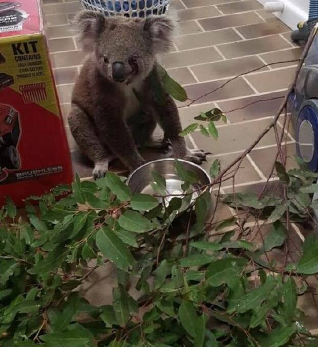 Koala named Guapa was cared overnight by Sue Pike after she accidently hit the animal while driving. Photo: supplied. 
