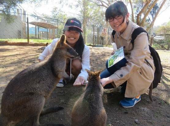 Handa Higashi High School students Yui Kato and Tae Nakano feed some wallaby friends at Billabong Zoo during their 2016 stay in Port Macquarie.