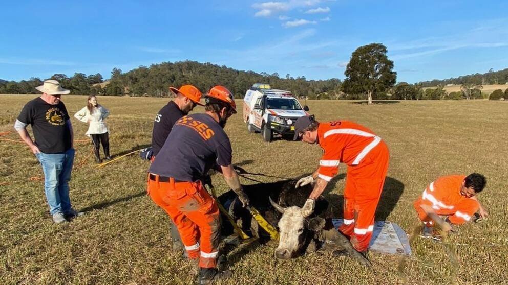 NSW SES Port Macquarie Unit volunteers were called to help free this cow from mud using specialised equipment at Nabiac. They are expecting more call outs to come. Picture supplied by NSW SES Port Macquarie Unit. 
