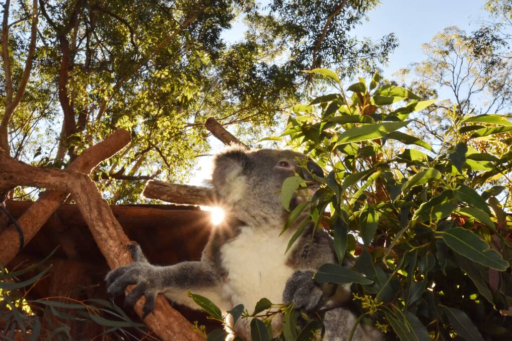 Koala conference: There will be presentations on current research into diseases, drugs, translocation, regional koala projects, future predictions, behaviour and legislation. 