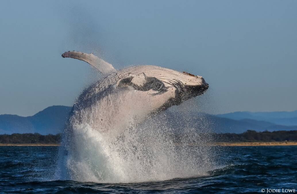 What a whale: Jodie Lowe snapped this fabulous shot while out on a whale watching cruise with Port Jet Cruise Adventures. Photo: Jodie Lowe's Marine Animal Photography.