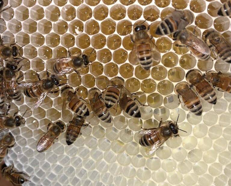 In action: Fresh new comb being filled by busy bees. Photo: Amber Drop Honey. 