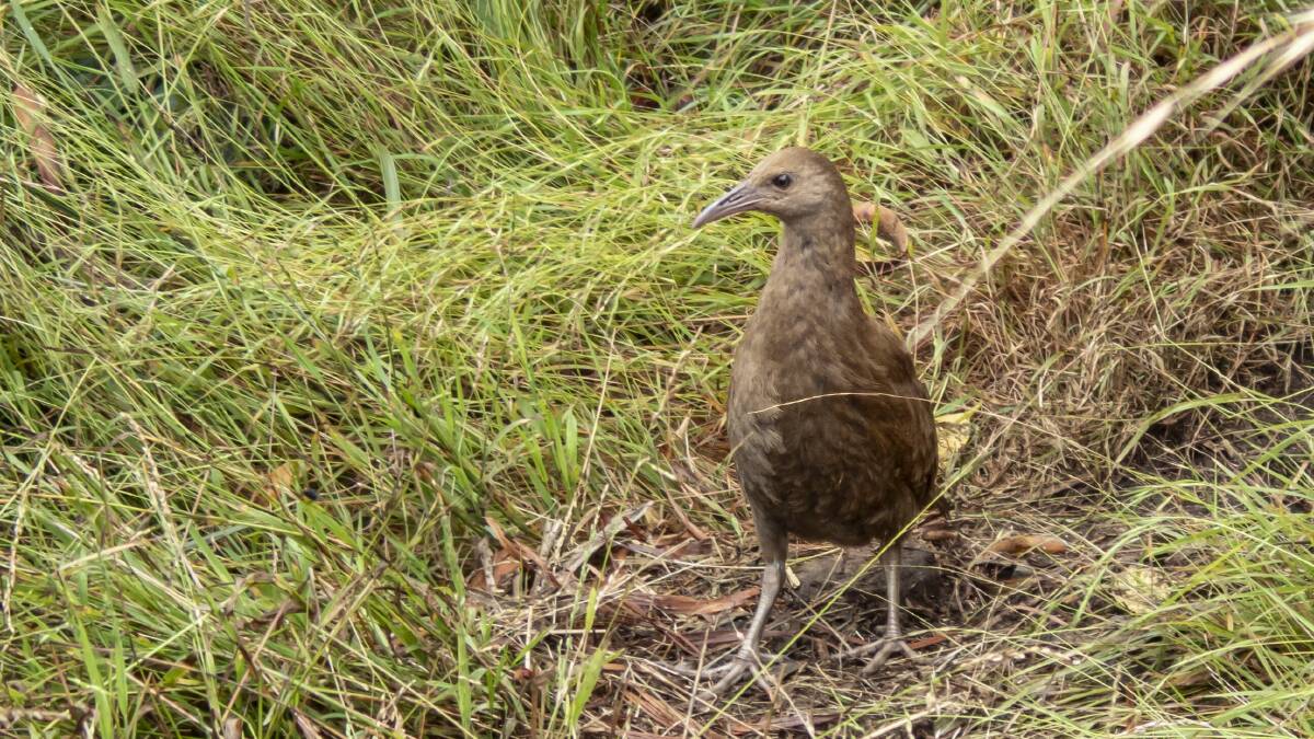 Woodhen on the island. Photo: supplied. 