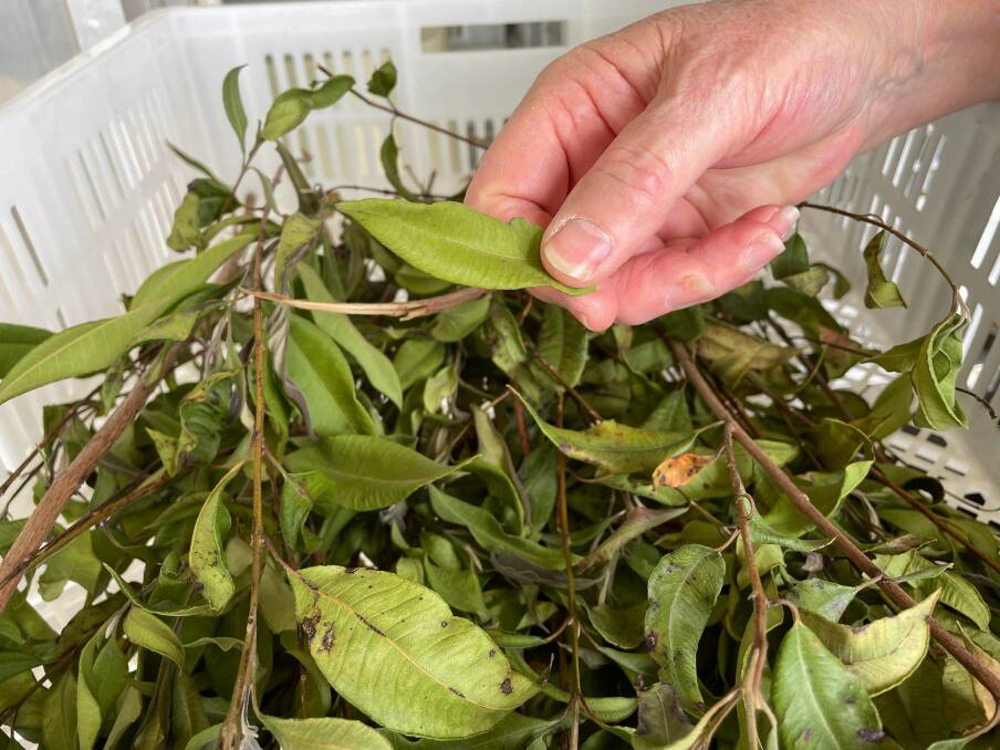 Hand picked: Dried lemon myrtle leaves from the Barbushco farm at Lorne. 