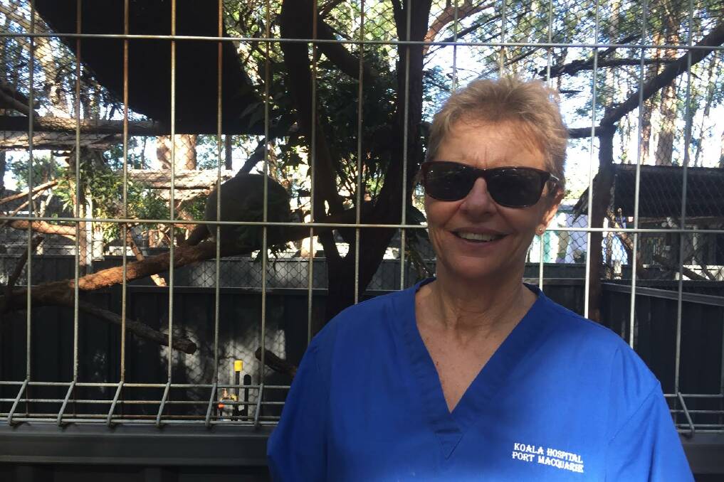 Hard fight: Koala Hospital clinical director Cheyne Flanagan said there is still a chance for the number of koalas to recover from decline. 