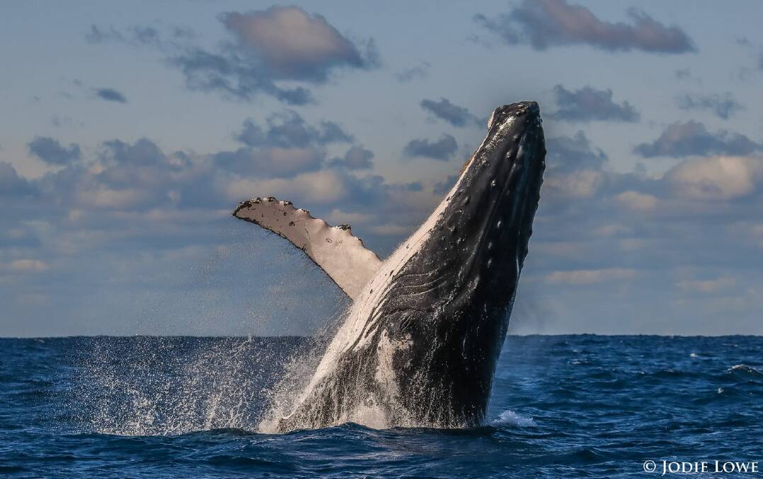 June is tipped to be the peak whale watching time for the Mid North Coast region. Photo: Jodie Lowe. 