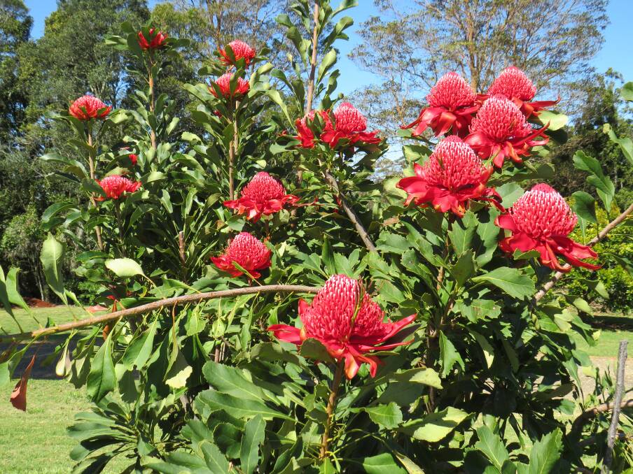 Vibrant: Waratahs out in bloom. 