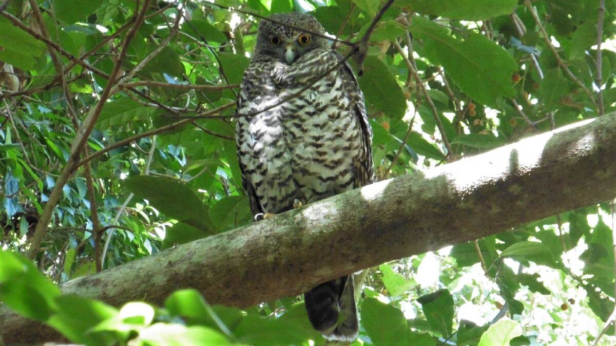 Important species: Hastings Birdwatchers are concerned about the future of bird species like the Powerful Owl, due to the use of harmful rodent bait in the community. Picture: Les Mitchell. 