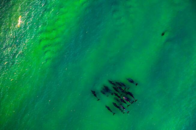 Dolphins at Queens Head. Picture by Matt Jorgensen Photography. 