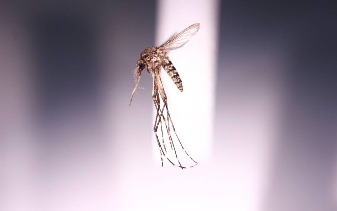 The Australian Saltmarsh mosquito, a common pest around coastal regions of NSW. Photo: Cameron Webb. 