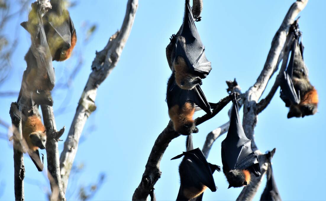 Flying foxes at Kooloonbung Creek. 