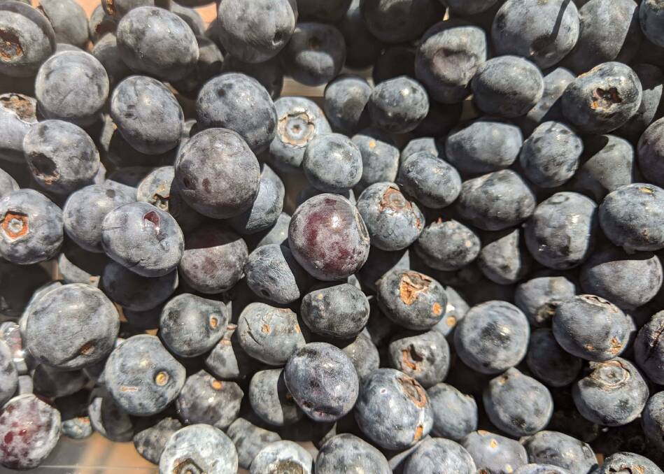 Blueberries from Ticoba Blueberries and Avocados. 