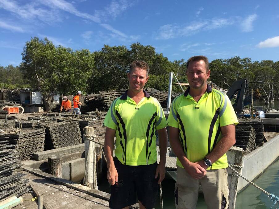 Oyster farming in the Port Macquarie-Hastings | Port Macquarie News