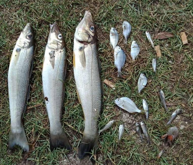 Dead fish were found in the vicinity of the Perch Hole in January this year. Perch Hole is one of the estuaries associated with Lake Cathie. Photo: NSW Department of Primary Industries.