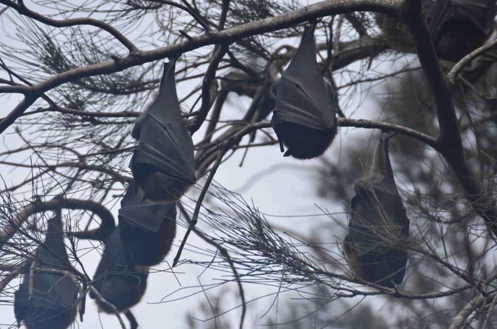 Port Macquarie-Hastings Council data shows there has been a substantial increase in the number of flying foxes at Port Macquarie's Kooloonbung Creek over the past few weeks. Picture by Liz Langdale. 