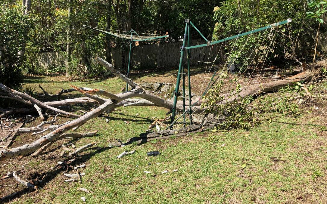 Fallen tree in a Port Macquarie backyard. Photo: supplied. 