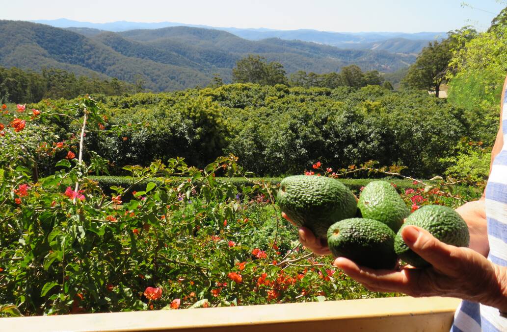 Beautiful landscape: Comboyne's Margie Burch holds up avocados picked directly from the trees which line their garden. 