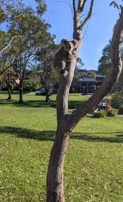 A wild koala at a Port Macquarie park. Port Macquarie resident Les Mitchell said the recent research findings regarding koala habitat by the Australian Conservation Foundation are dire.