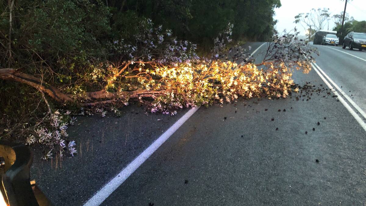 Tree fell over the road. Photo: supplied. 