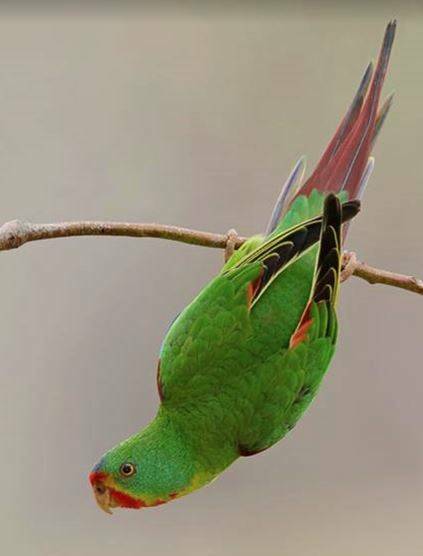Swift parrot. Photo: supplied. 