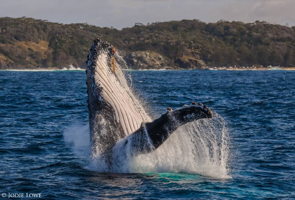 Breaching: Jodie Lowe snapped this fabulous shot off the region's coastline. Photo: Jodie Lowe's Marine Animal Photography.