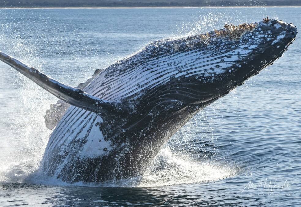 Humpback whale breaching on June 25. Photo: Alex McNaught - Roving-Eye.com Photography. 