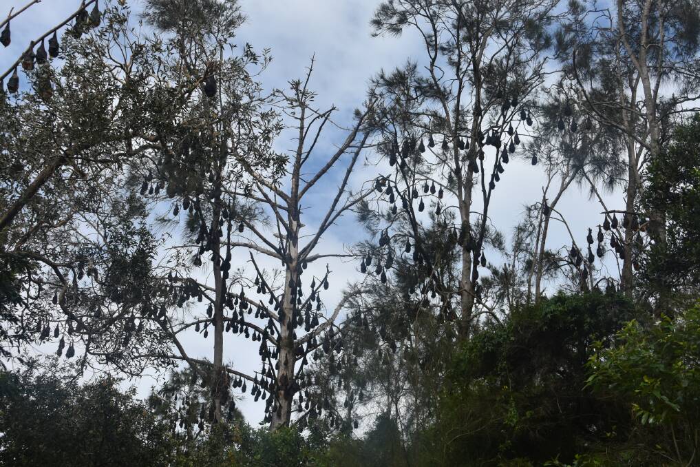 As of Friday, April 21 there were an estimated 100,000 flying foxes in the Kooloonbung Creek camp. Picture by Liz Langdale 