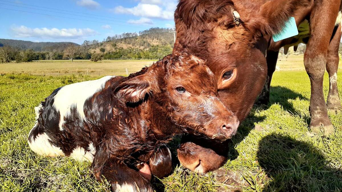 The Dairy is a farm at Johns River. A cow is pictured with her calf. Photo: Emily Neilson. 